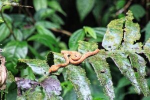 Ecotourism with Gyspy Cab Nosara